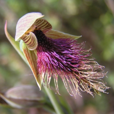 Calochilus platychilus (Purple Beard Orchid) at Black Mountain - 30 Oct 2022 by MatthewFrawley
