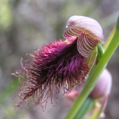 Calochilus platychilus at Molonglo Valley, ACT - suppressed