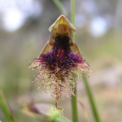 Calochilus platychilus at Molonglo Valley, ACT - suppressed