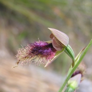 Calochilus platychilus at Molonglo Valley, ACT - suppressed