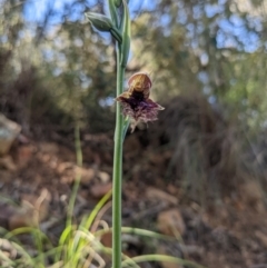 Calochilus platychilus (Purple Beard Orchid) at Black Mountain - 29 Oct 2022 by WalterEgo