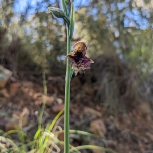 Calochilus platychilus at Point 8 - suppressed