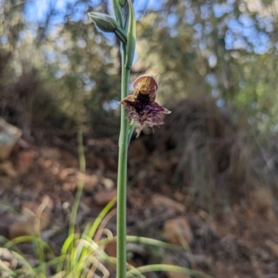 Calochilus platychilus (Purple Beard Orchid) at Black Mountain - 29 Oct 2022 by WalterEgo