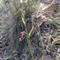 Calochilus platychilus at Point 8 - suppressed