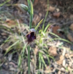 Calochilus platychilus at Point 8 - suppressed