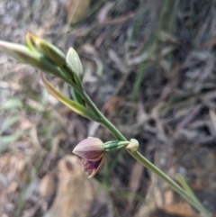 Calochilus platychilus at Point 8 - suppressed