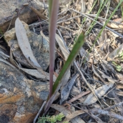 Calochilus platychilus at Point 8 - suppressed