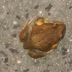 Limnodynastes dumerilii (Eastern Banjo Frog) at Conder, ACT - 30 Oct 2022 by michaelb