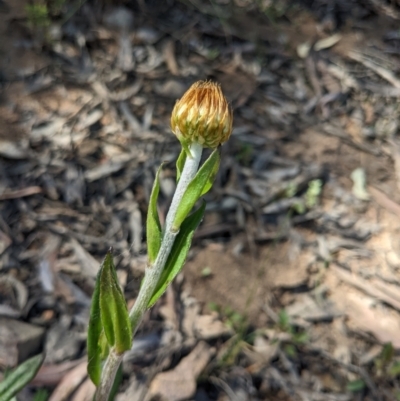 Coronidium oxylepis subsp. lanatum (Woolly Pointed Everlasting) at Point 8 - 29 Oct 2022 by WalterEgo