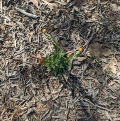 Coronidium oxylepis subsp. lanatum at Acton, ACT - 30 Oct 2022 10:16 AM