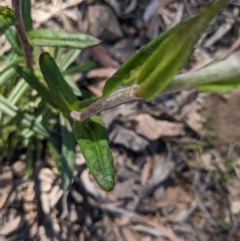 Coronidium oxylepis subsp. lanatum at Acton, ACT - 30 Oct 2022