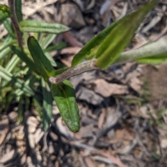 Coronidium oxylepis subsp. lanatum at Acton, ACT - 30 Oct 2022 10:16 AM