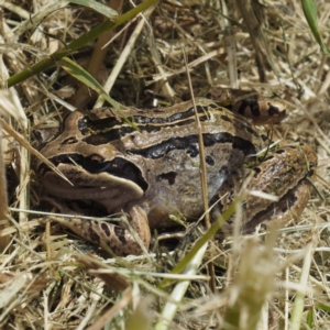 Limnodynastes peronii at O'Connor, ACT - 30 Oct 2022