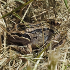 Limnodynastes peronii (Brown-striped Frog) at O'Connor, ACT - 30 Oct 2022 by David