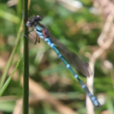 Austrolestes psyche (Cup Ringtail) at Wingecarribee Local Government Area - 15 Oct 2022 by JanHartog