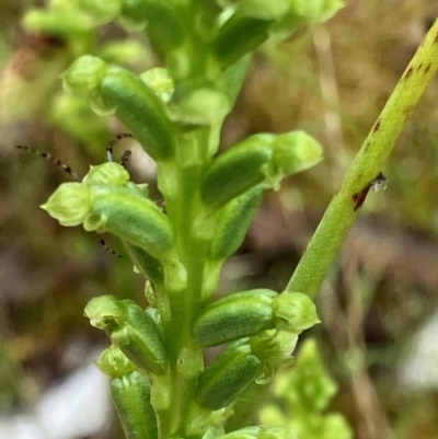 Microtis sp. (Onion Orchid) at Fentons Creek, VIC - 27 Oct 2022 by KL