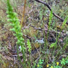 Microtis sp. at Fentons Creek, VIC - suppressed