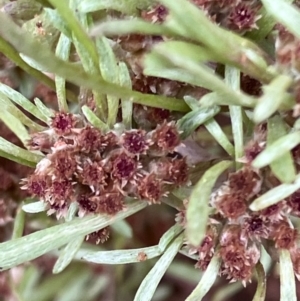 Gnaphalium indutum at Fentons Creek, VIC - suppressed