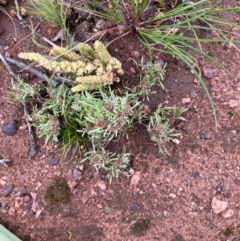 Gnaphalium indutum at Fentons Creek, VIC - suppressed