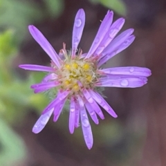 Vittadinia cuneata var. cuneata (Fuzzy New Holland Daisy) at Griffith Woodland - 4 Nov 2022 by AlexKirk