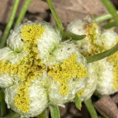 Myriocephalus rhizocephalus (Woolly-heads) at Suttons Dam - 28 Oct 2022 by KL