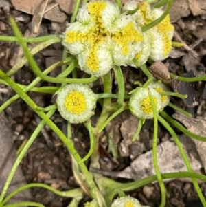 Myriocephalus rhizocephalus at suppressed - suppressed