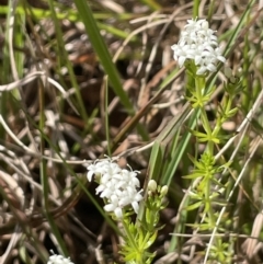 Asperula conferta (Common Woodruff) at Sweeney's Travelling Stock Reserve - 29 Oct 2022 by JaneR