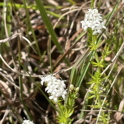 Asperula conferta (Common Woodruff) at Sweeney's Travelling Stock Reserve - 29 Oct 2022 by JaneR