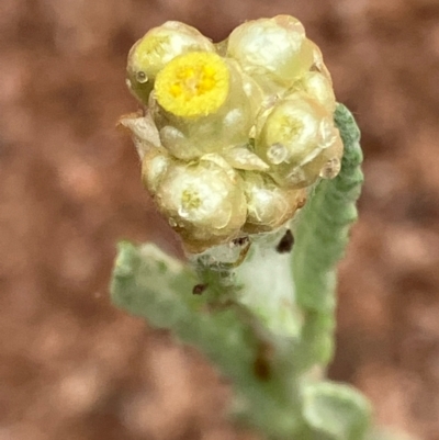 Pseudognaphalium luteoalbum (Jersey Cudweed) at Suttons Dam - 28 Oct 2022 by KL