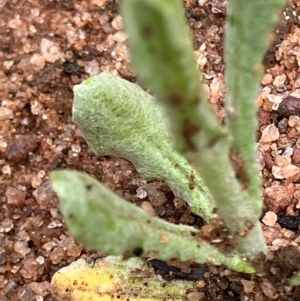 Pseudognaphalium luteoalbum at Fentons Creek, VIC - suppressed