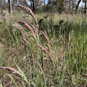 Holcus lanatus at Lake George, NSW - 29 Oct 2022