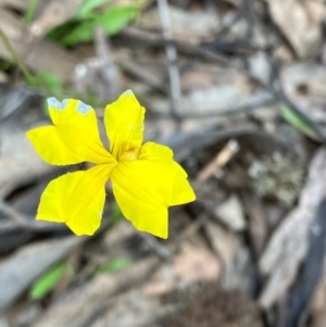 Goodenia pinnatifida at Fentons Creek, VIC - suppressed