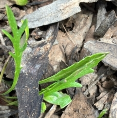 Goodenia pinnatifida at Fentons Creek, VIC - suppressed