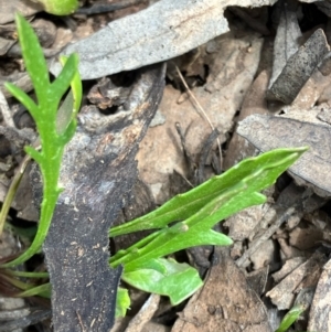 Goodenia pinnatifida at Fentons Creek, VIC - suppressed