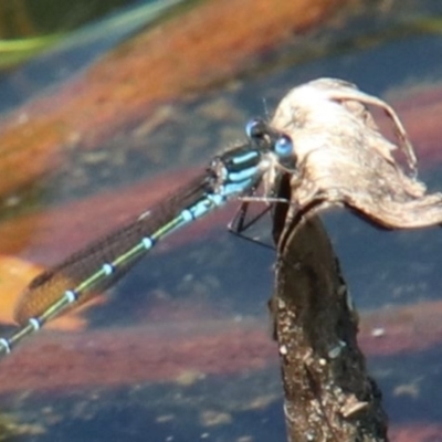 Austrolestes psyche (Cup Ringtail) at Alpine, NSW - 14 Oct 2022 by JanHartog