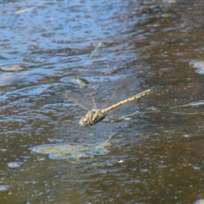 Hemicordulia tau (Tau Emerald) at Wingecarribee Local Government Area - 15 Oct 2022 by JanHartog