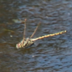 Hemicordulia tau at Alpine, NSW - 15 Oct 2022 11:06 AM