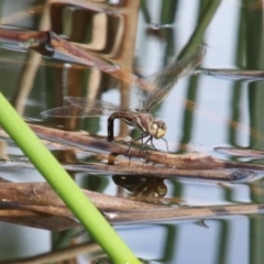 Adversaeschna brevistyla (Blue-spotted Hawker) at Alpine, NSW - 15 Oct 2022 by JanHartog