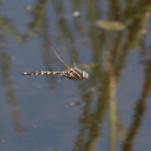 Adversaeschna brevistyla at Alpine, NSW - 15 Oct 2022