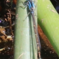 Ischnura heterosticta (Common Bluetail Damselfly) at Alpine - 15 Oct 2022 by JanHartog