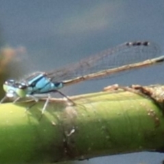 Ischnura heterosticta at Alpine, NSW - 15 Oct 2022 12:32 PM