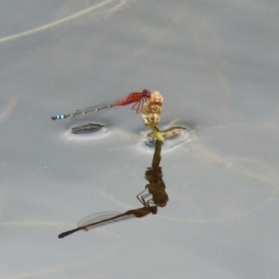 Xanthagrion erythroneurum (Red & Blue Damsel) at Wingecarribee Local Government Area - 16 Oct 2022 by JanHartog