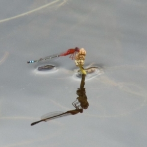Xanthagrion erythroneurum (TBC) at suppressed by JanHartog
