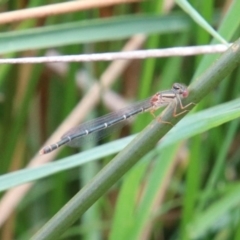 Xanthagrion erythroneurum at Alpine, NSW - 16 Oct 2022