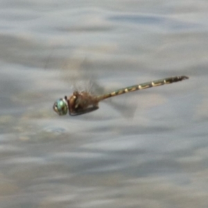 Hemicordulia australiae at Alpine, NSW - 16 Oct 2022 11:54 AM