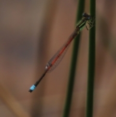 Ischnura aurora (Aurora Bluetail) at Alpine - 18 Oct 2022 by JanHartog