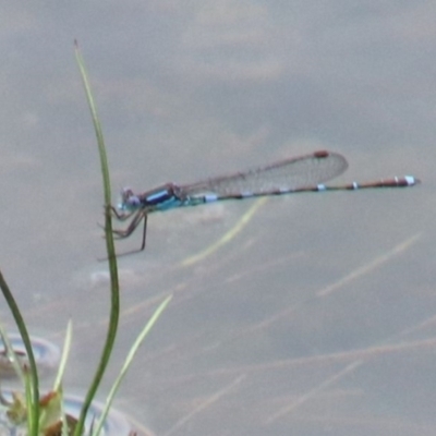 Austrolestes leda (Wandering Ringtail) at Alpine - 16 Oct 2022 by JanHartog