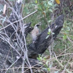 Cinclosoma punctatum (Spotted Quail-thrush) at Upper Nepean - 17 Oct 2022 by JanHartog