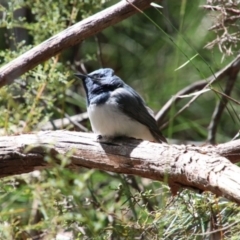 Myiagra rubecula (Leaden Flycatcher) at Upper Nepean - 13 Oct 2022 by JanHartog