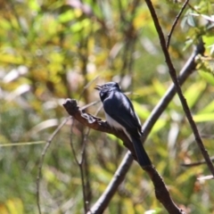 Myiagra rubecula at Alpine, NSW - 14 Oct 2022